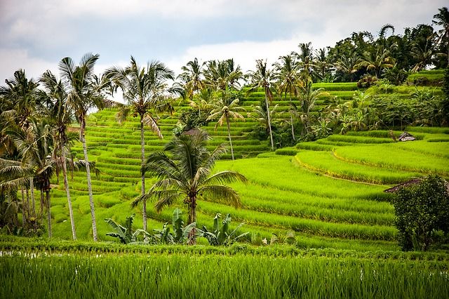 Ubud Rice Terraces