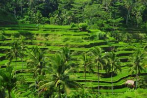 Ubud Rice Terraces